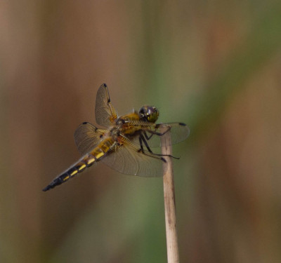 Viervlek - Libellula quadrimaculata