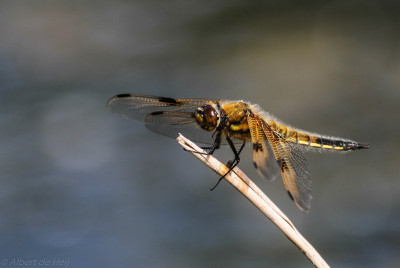 Viervlek - Libellula quadrimaculata