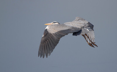 IMGL6165 fb WANDELEN EN FOTOGRAFEREN, Vogelvrienden Flora & Fauna in Nederland.jpg