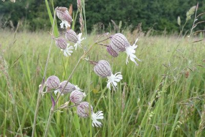 Blaassilene
