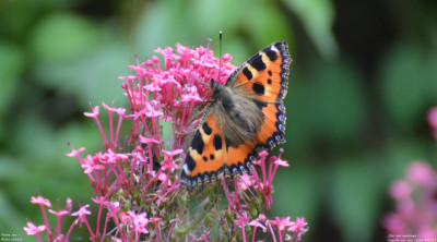 Kleine vos - Aglais urticae<br />Capelle aan den IJssel