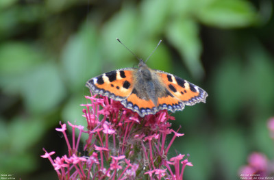 Kleine vos - Aglais urticae<br />Capelle aan den IJssel