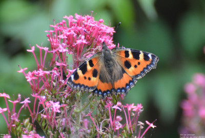 Kleine vos - Aglais urticae<br />Capelle aan den IJssel