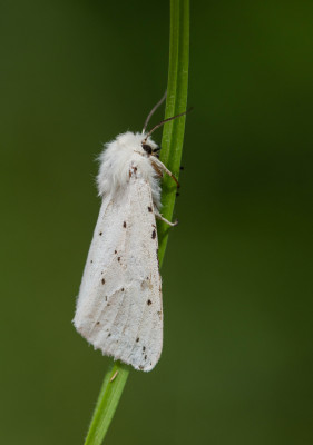 IMGL8755 Vlinders in Nederland.jpg