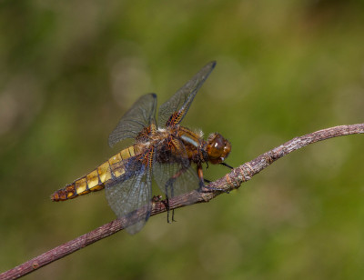 IMGL9159 WANDELEN EN FOTOGRAFEREN FB, Macro.jpg