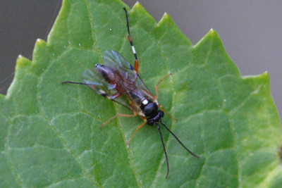 Diplazon laetatorius