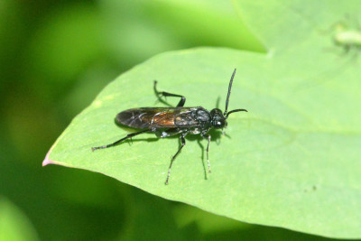 Macrophya annulata