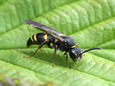 Nysson spinosus (man)