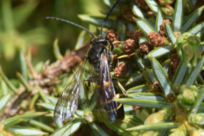 Argogorytes mystaceus (man)