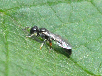 Rhopalum coarctatum