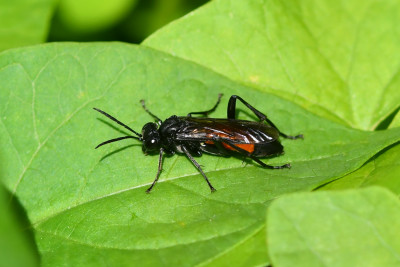 Macrophya annulata