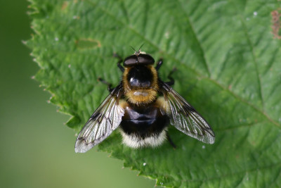 Hommelreus ♂