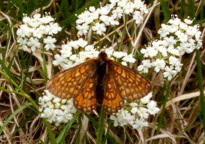 IMG_20190614_115103-2 Moerasparelmoervlinder (Euphydryas aurinia).jpg