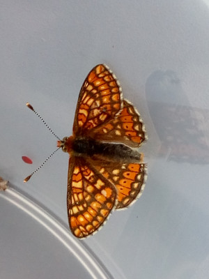 IMG_20190614_132558 Moerasparelmoervlinder (Euphydryas aurinia).jpg