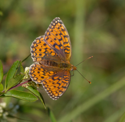 IMGL0312 Vlinders in Nederland.jpg