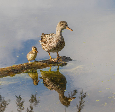 IMGL8981-Footo, WANDELEN EN FOTOGRAFEREN, Fotografen, Flora & Fauna in Nederland, FB  Vogelvrienden Vogelaars natuur & vogelfotografie.jpg