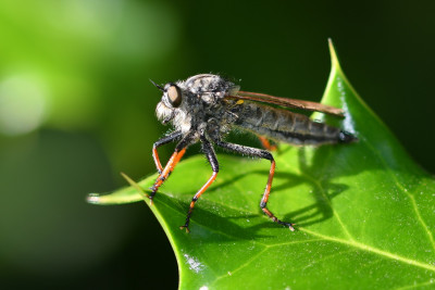 Bruinvleugelroofvlieg