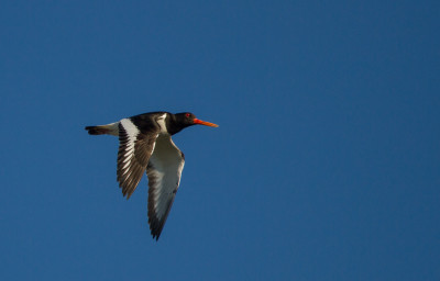 IMGL8293 Vogelaars natuur & vogelfotografie, Footo.jpg