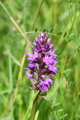 Rietorchis