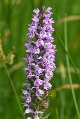 Gevlekte rietorchis