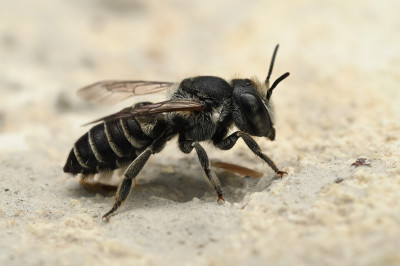 megachile rotundata luzernebehangersbij (2).jpg