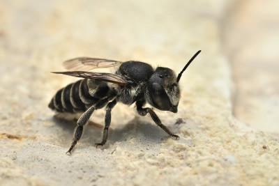 megachile rotundata luzernebehangersbij.jpg