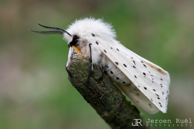 Witte tijger.jpg