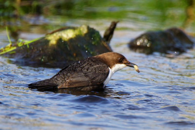 Waterspreeuw vind een larve