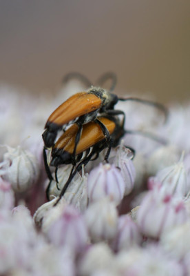 IMG_7957-2 Zwarttip-smalbktor (Stictoleptura fulva).jpg