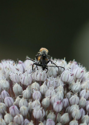 IMG_7975-2 Zwarttip-smalboktor (Stictoleptura fulva).jpg