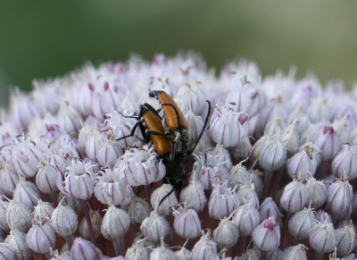 IMG_7978-2 Zwarttip-smalboktor (Stictoleptura fulva).jpg