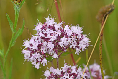 Wilde marjolein