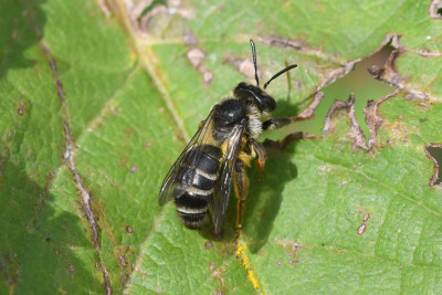 Kruiskruidzandbij ♀