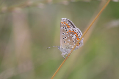 een bruin (v) icarus blauwtje, achterzijde