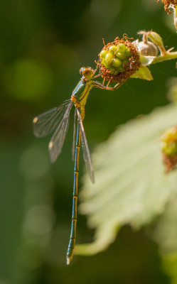 IMGL2688 Odonata.jpg