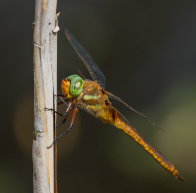 IMGL3046 Odonata.jpg