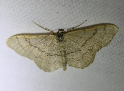 30 IMG_7444-2 Grijze stipspanner (Idaea aversata).jpg