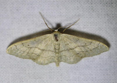 30 IMG_7491-2 Grijze stipspanner (Idaea aversata).jpg