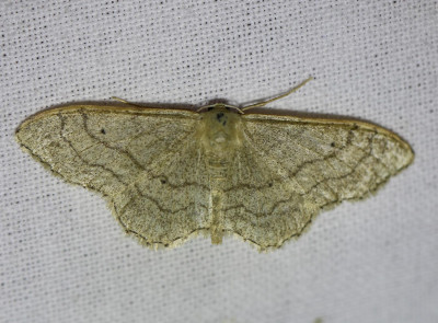 30 IMG_7505-2 Grijze stipspanner (Idaea aversata).jpg