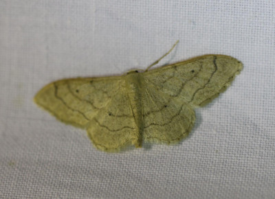 30 IMG_7613-2 Grijze stipspanner (Idaea aversata).jpg