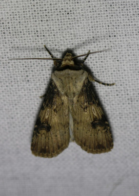 27 IMG_7417-2 Puta-uil (Agrotis puta).jpg