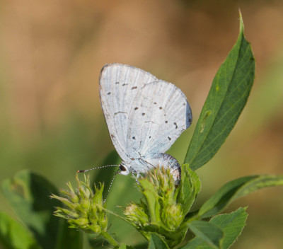 IMGL3586 Butterflying Around the World  FB,  Butterfly, Bee & Dragonfly Appreciation.jpg