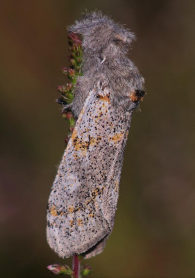 IMG_8164-2 Grauwe borstel (Dicallomera fascelina).jpg