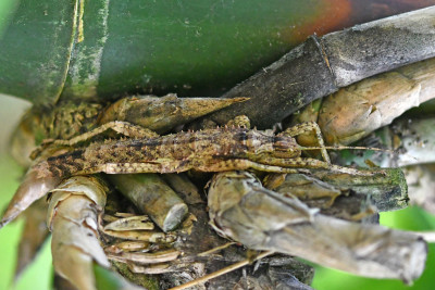 Zwarte grondtak ♂