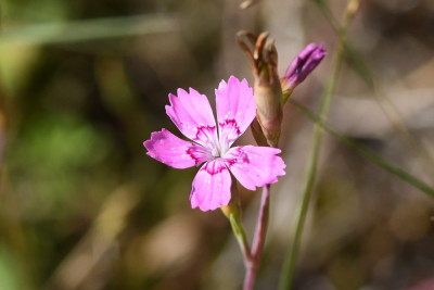 Steenanjer