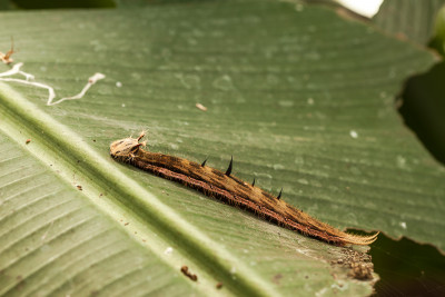 Rups Caligo atreus