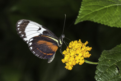 Heliconius cydno onderkant