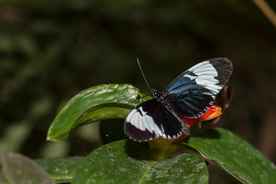 Heliconius Cydno bovenkant