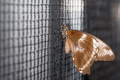 Papilio dardanus, vrouw. Passiflorahoeve te Harskamp.