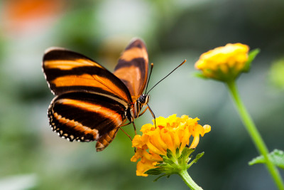 Dryadula phaetusa, Berkenhof Zeeland.